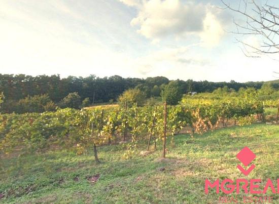 Vinica / Záhrada Pohranice 760 m2
